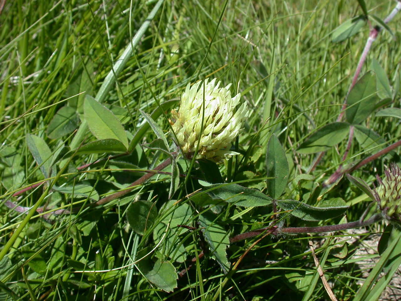 Image of sulphur clover