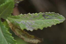 Image of Stigmella ogygia (Meyrick 1889) Dugdale 1988