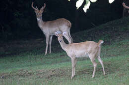 Image of Eld’s deer