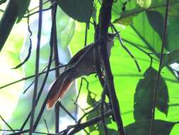 Image of Speckled Spinetail