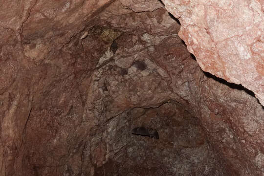 Image of California Leaf-nosed Bat