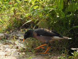 Image of Jungle Myna