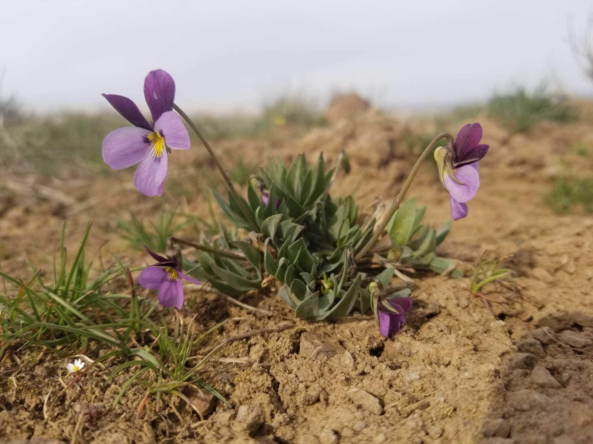 Image of Rainier Violet