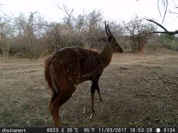 Image of Bushbuck