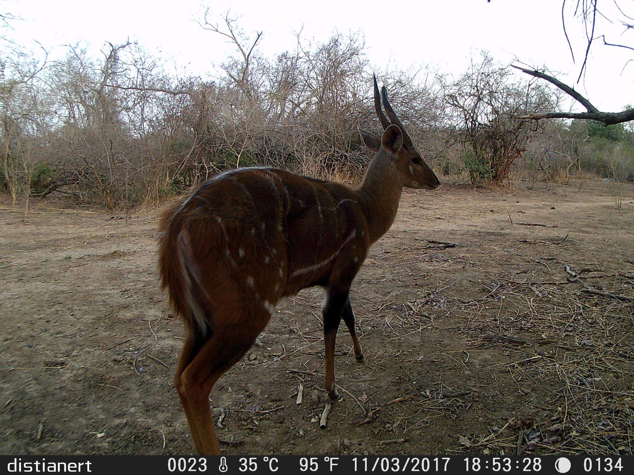 Image of Bushbuck