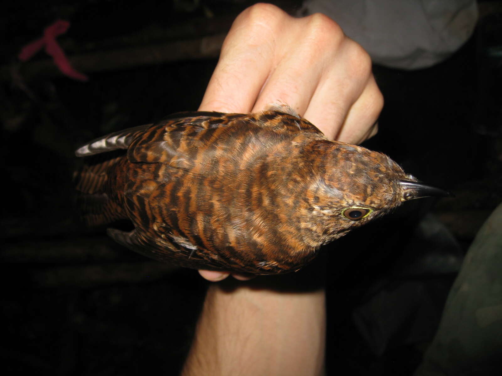 Image of Brush Cuckoo