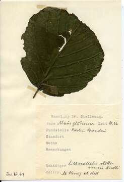 Image of Phyllonorycter stettinensis (Nicelli 1852)