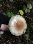 Image of Stropharia albivelata (Murrill) Norvell & Redhead 2000