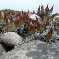 Image of Helichrysum retortum (L.) Willd.