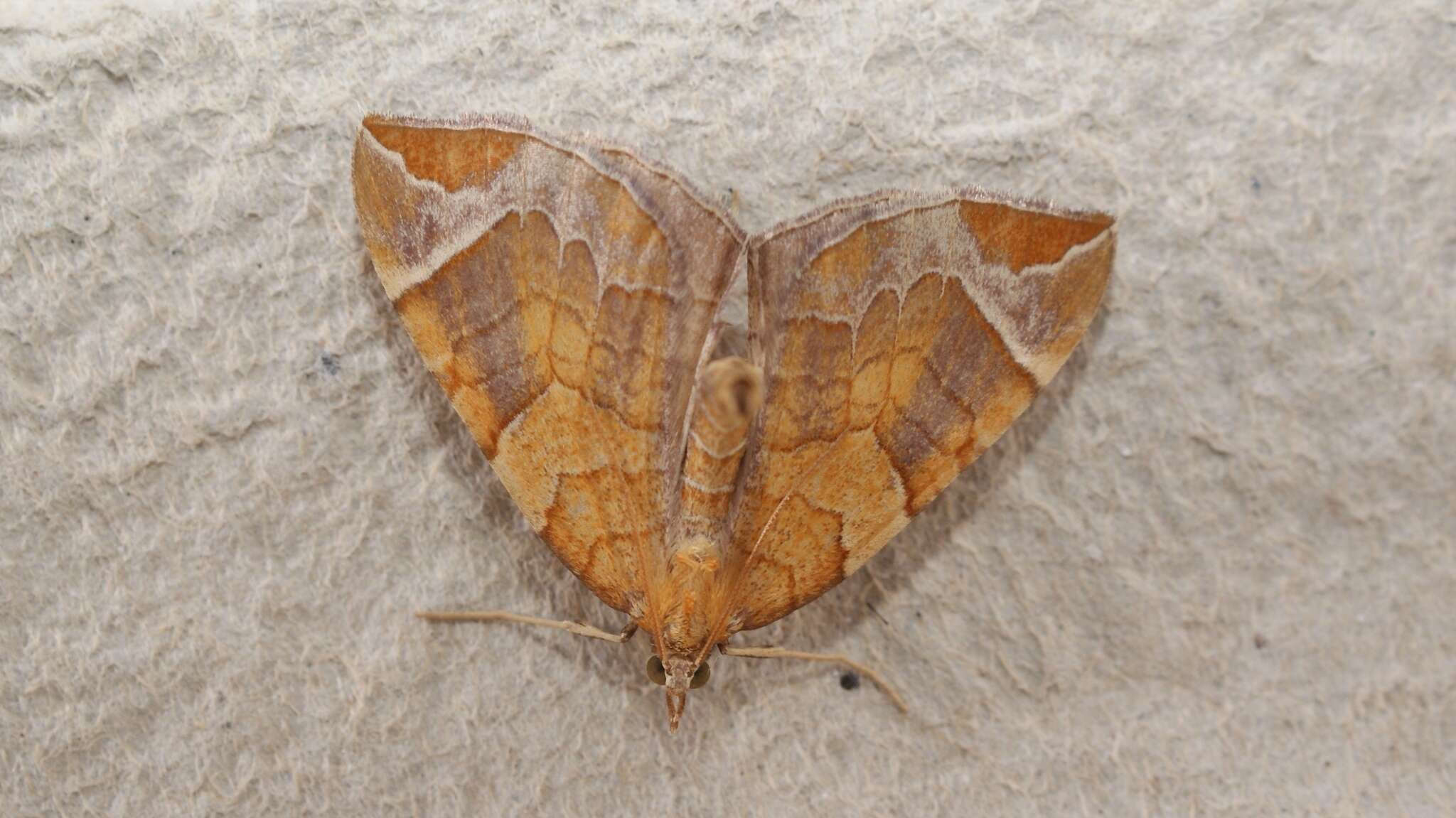 Image of Chevron Moth