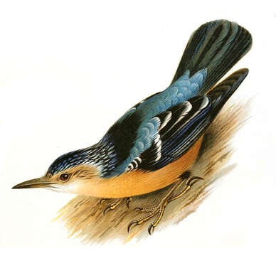 Image of Beautiful Nuthatch