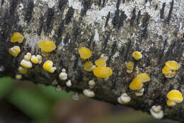 Image of Ditiola peziziformis (Lév.) D. A. Reid 1974