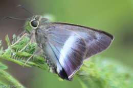 Image of Hasora proxissima siamica Evans 1932