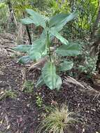 Image of Atractocarpus stipularis (F. Muell.) Puttock ex P. S. Green