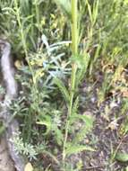 Image of Achillea asiatica Serg.