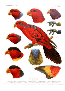 صورة Lorius lory (Linnaeus 1758)