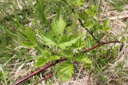 صورة Rubus setosus Bigelow