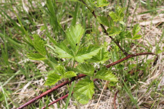 Image of setose blackberry