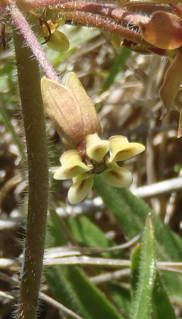 Asclepias crispa var. plana N. E. Br.的圖片