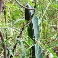 Image of Barbed-wire cactus