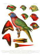 Image of Charmosyna Lorikeets