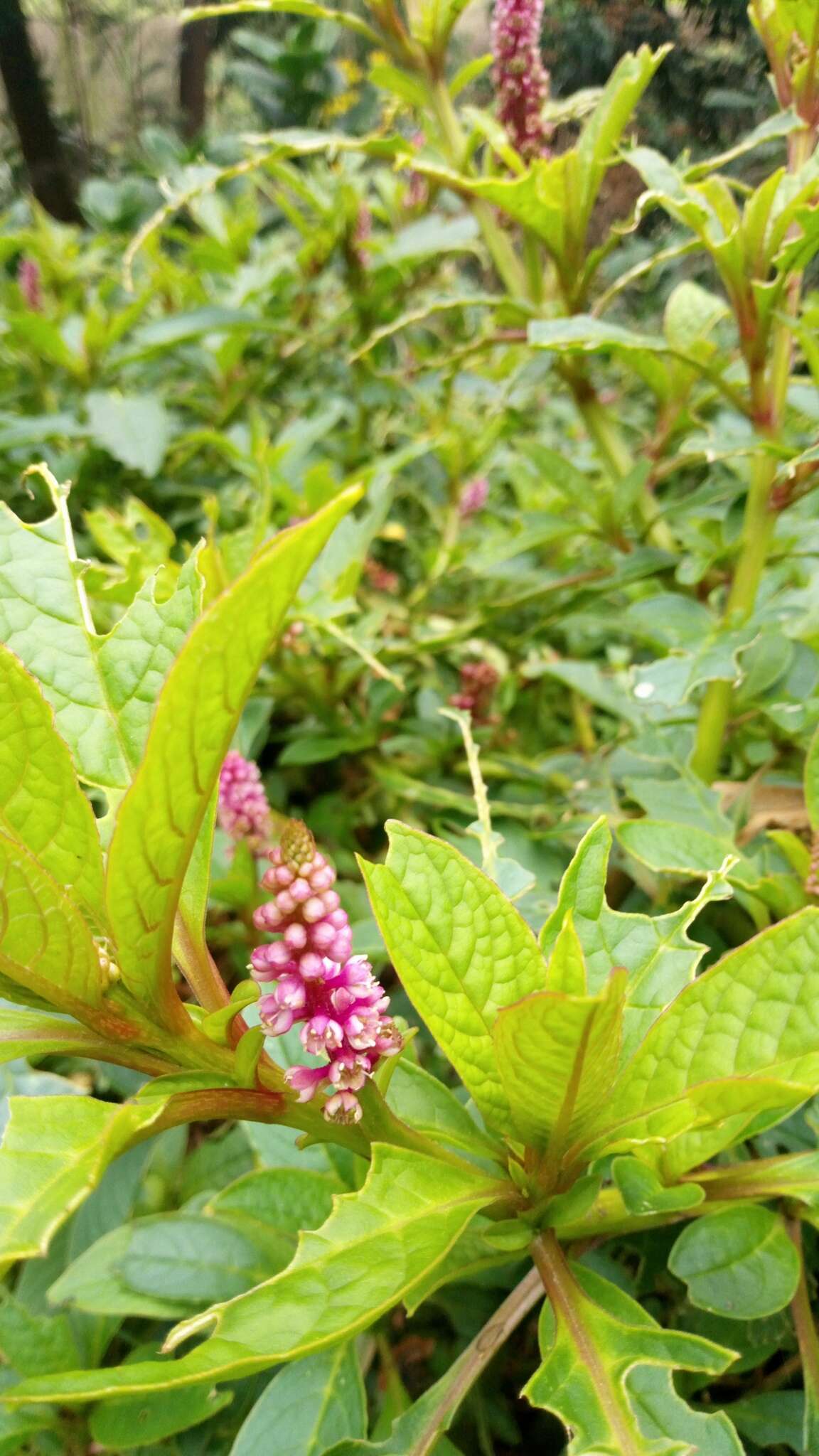 Imagem de Phytolacca bogotensis H B. & K.