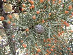 Image of Baker Cypress