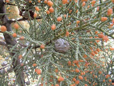 Cupressus bakeri Jeps.的圖片