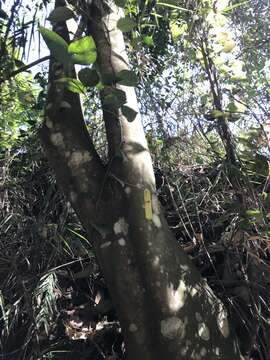 Ficus ampelas Burm. fil. resmi