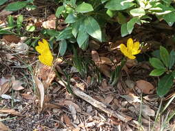 Image of winter daffodil