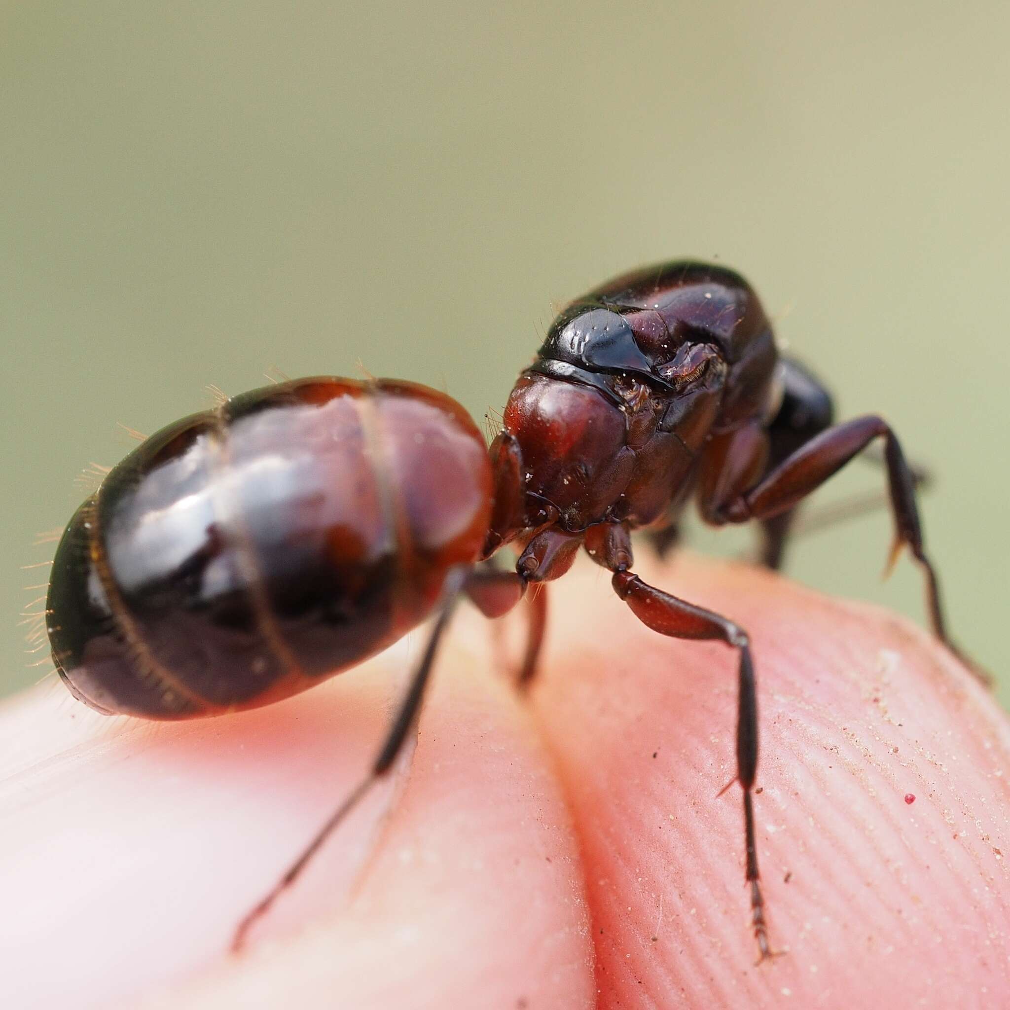 Слика од Camponotus ligniperdus (Latreille 1802)