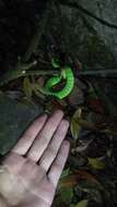 Image of White-lipped Tree Viper