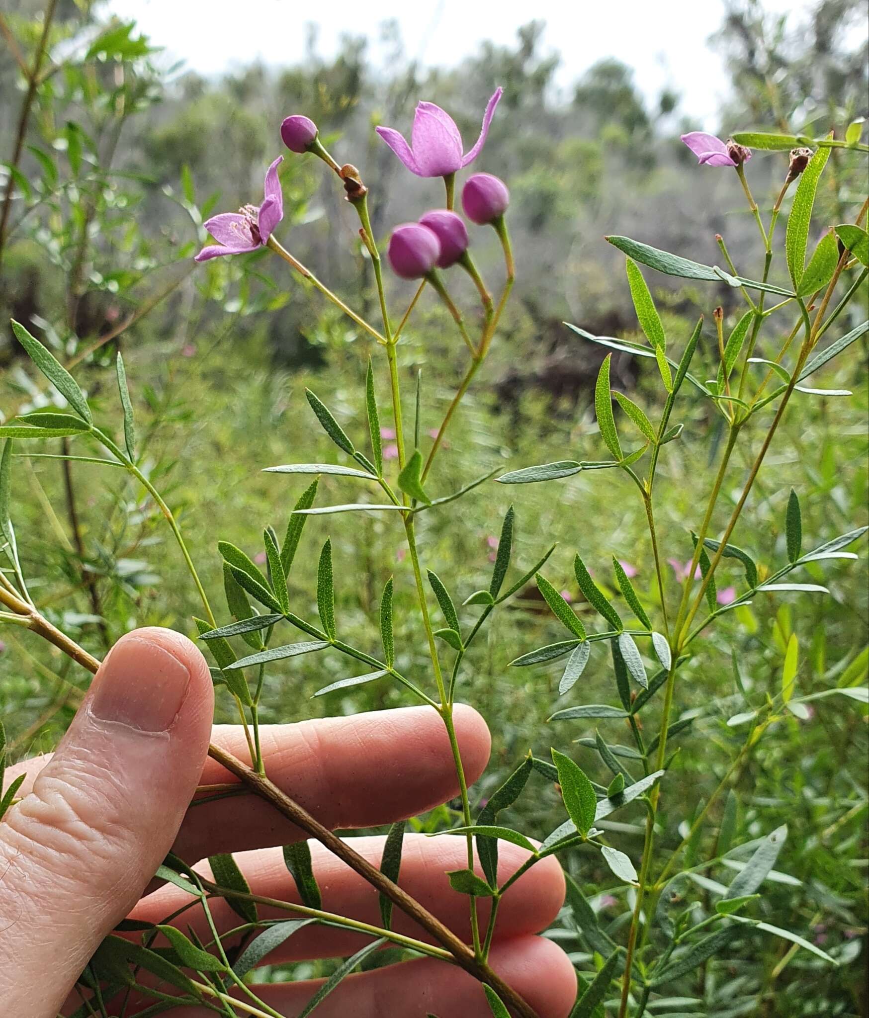 Image of Boronia rivularis C. T. White