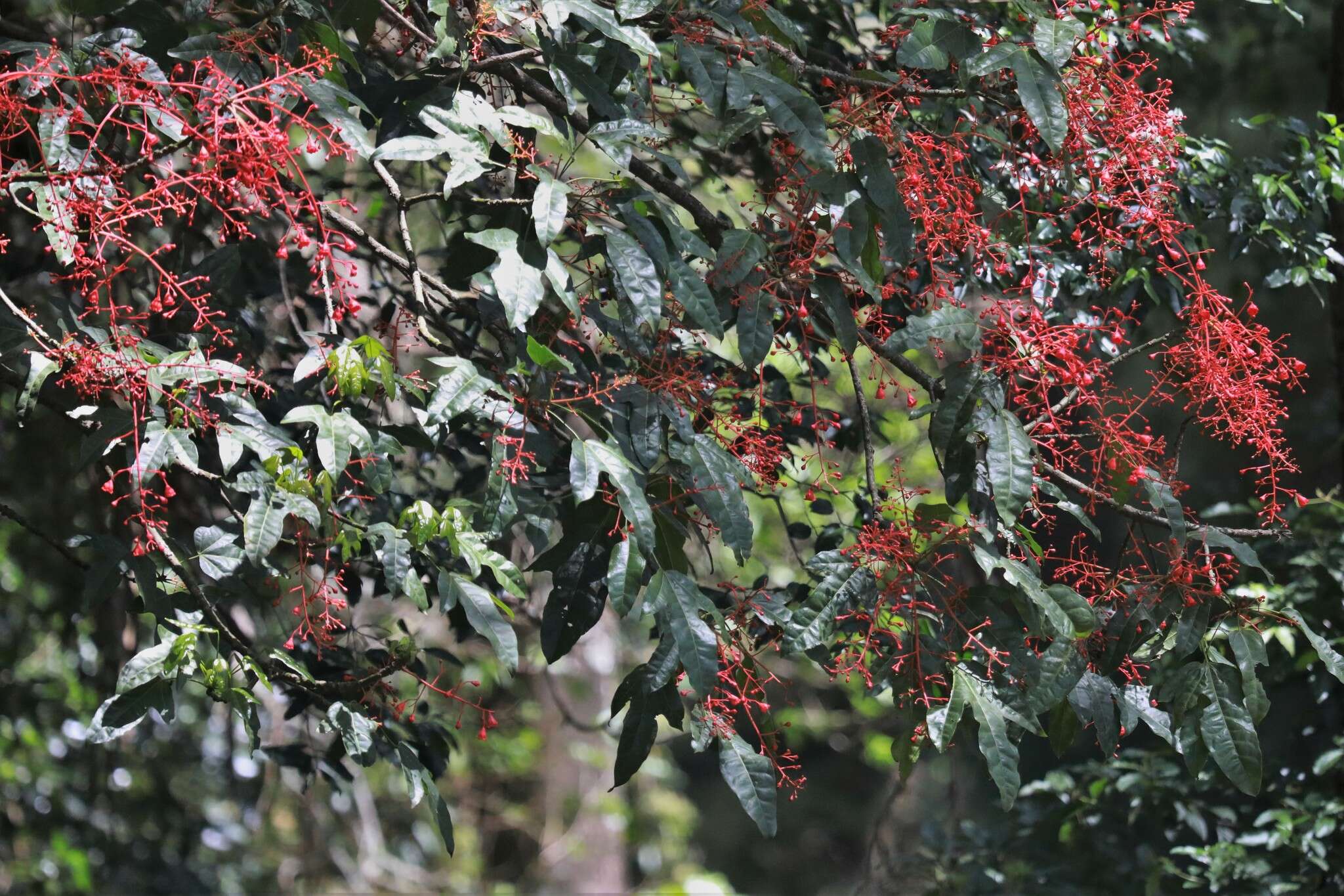 Image of flame bottletree