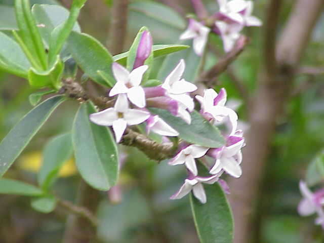 Image of Daphne tangutica Maxim.