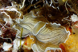 Image of candy striped flatworm