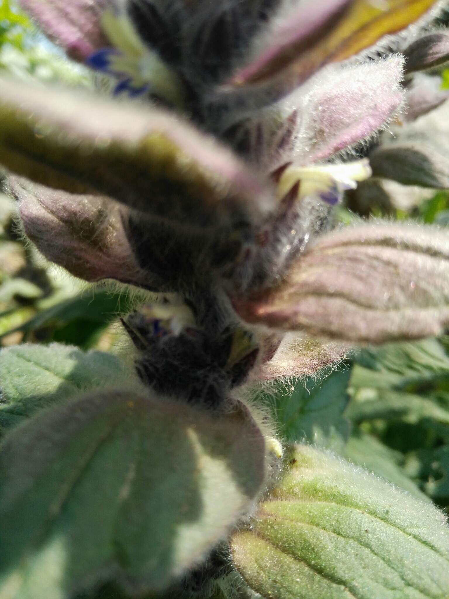 Image of Ajuga orientalis L.