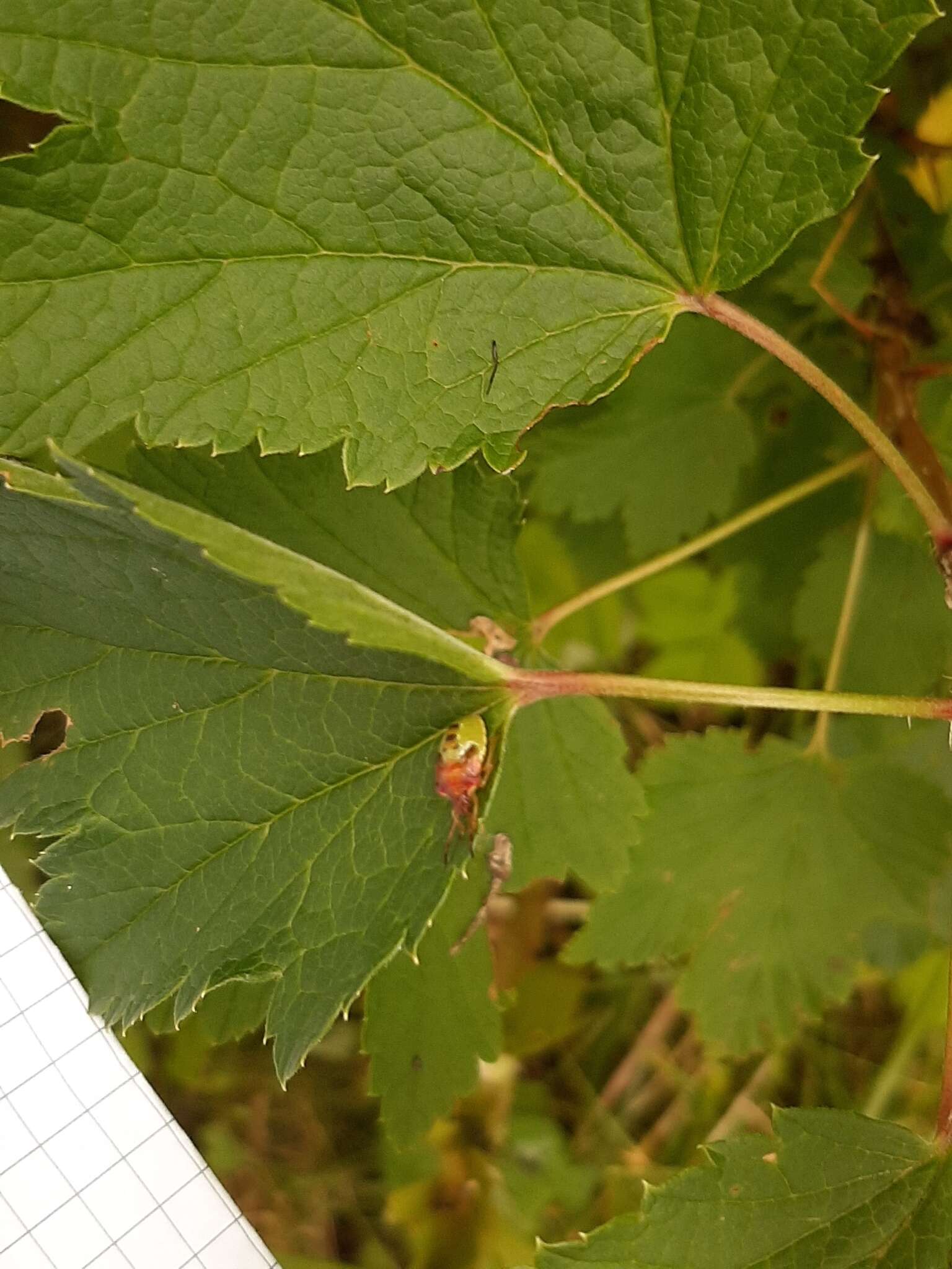 Image of Bilberry shield bug