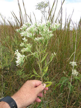 Image of lateflowering thoroughwort