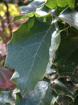 Image of Mahonia