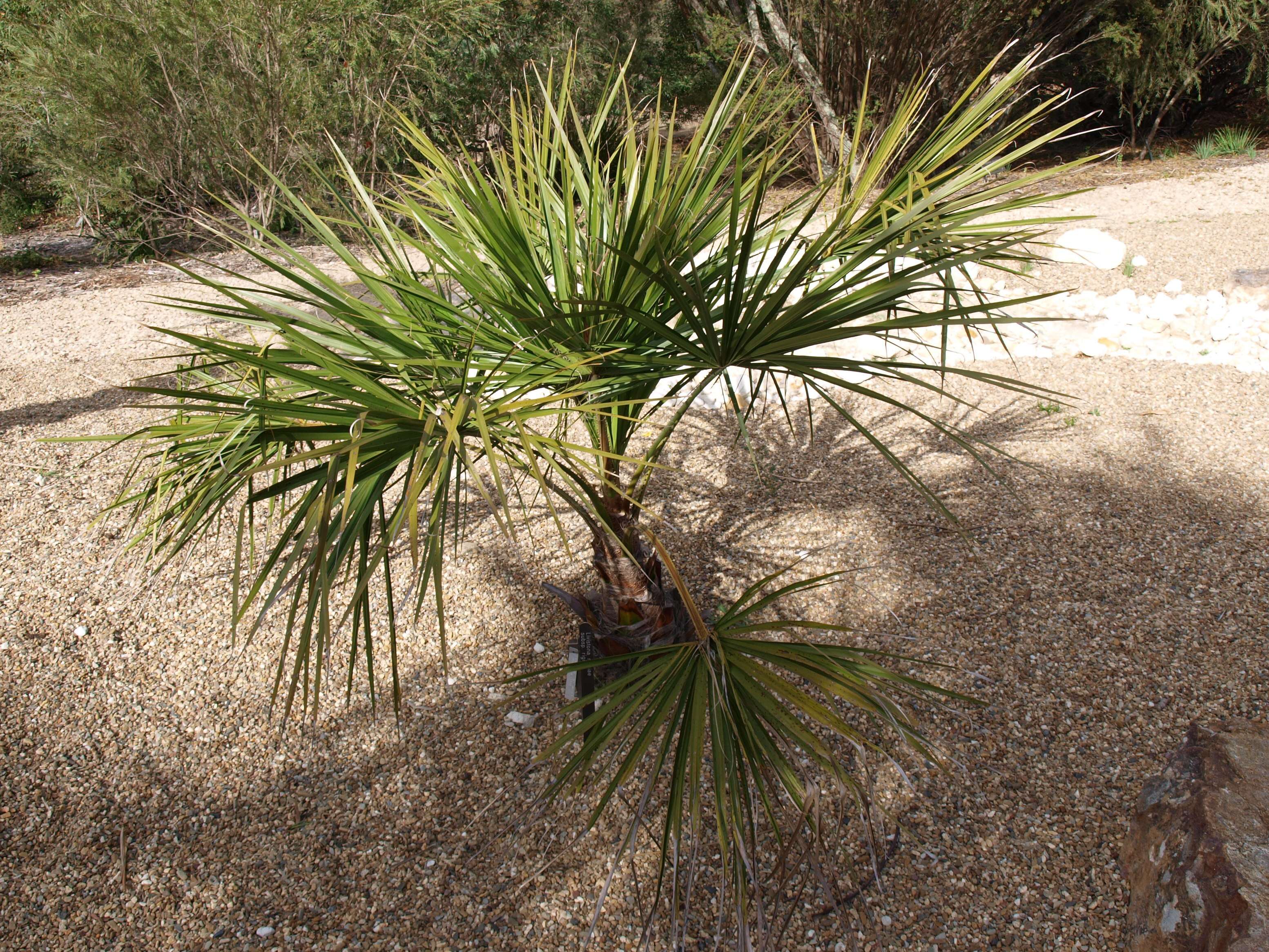 Image of Cabbage-tree palm