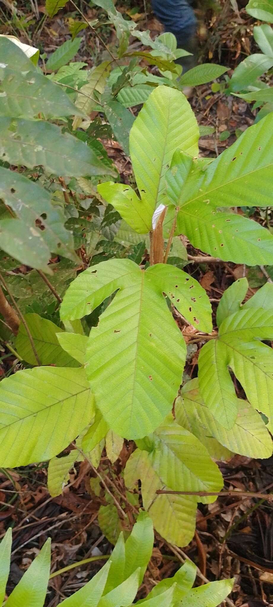 Image de Pourouma guianensis Aubl.