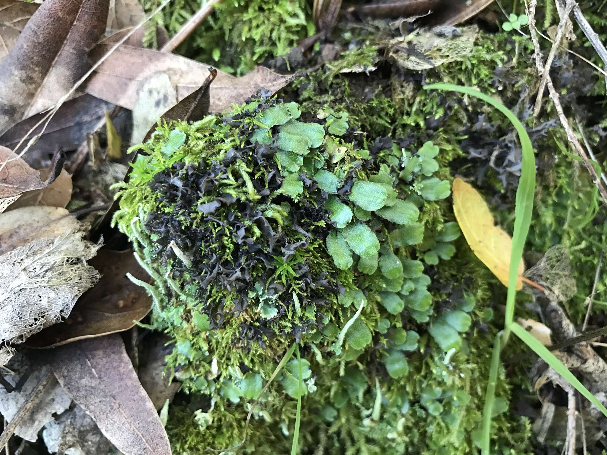 Слика од Targioniaceae