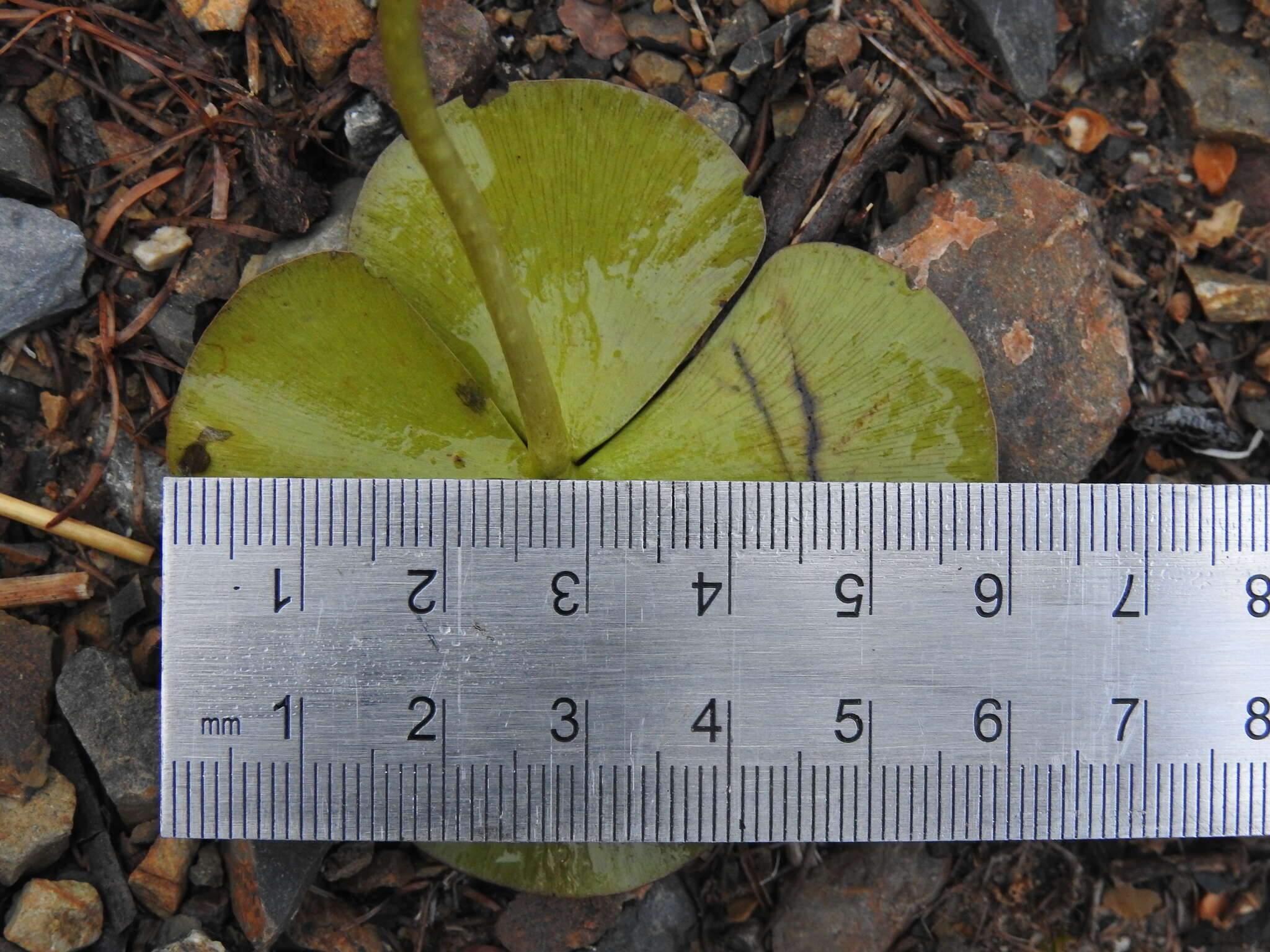 Image of Australian Water-Clover