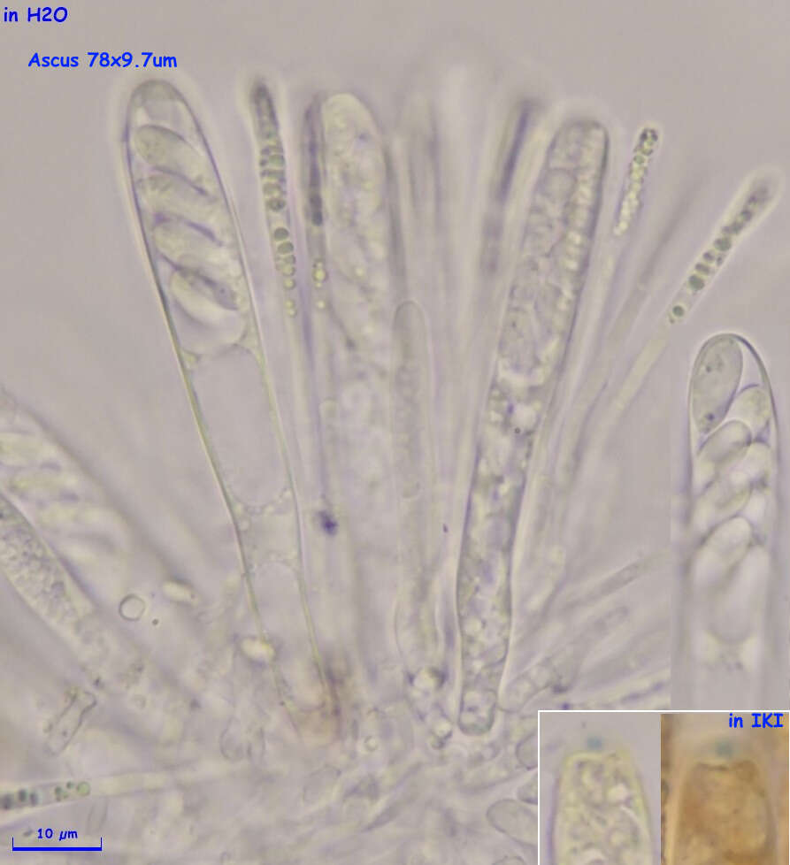 Image de Hymenoscyphus imberbis (Bull.) Dennis 1964