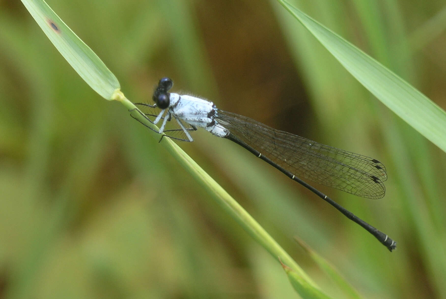 Image de Onychargia priydak Kosterin 2015