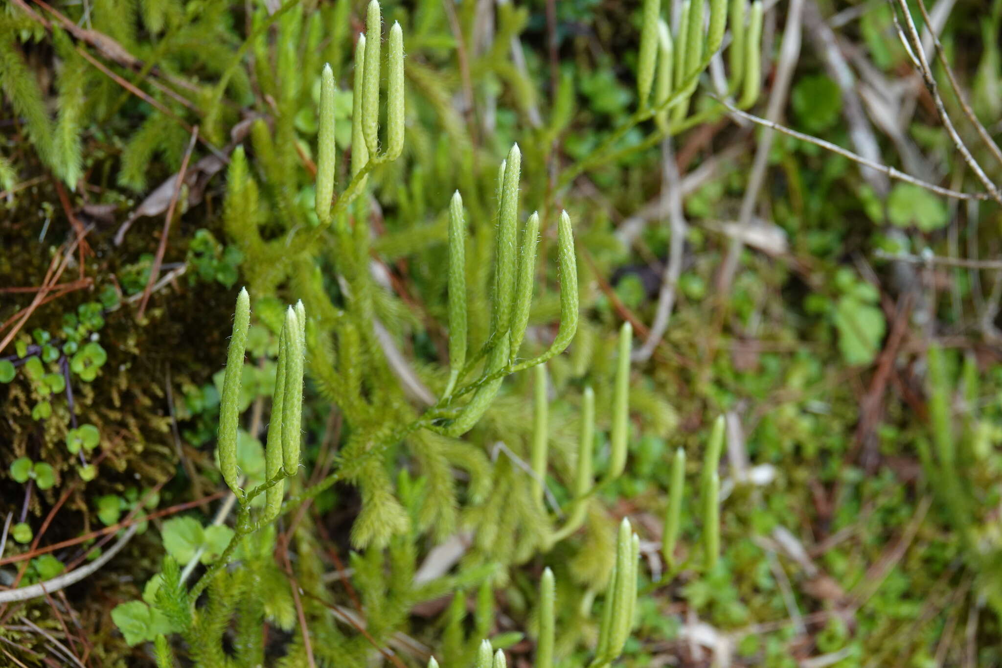 Image of Lycopodium japonicum Thunb. ex Murray