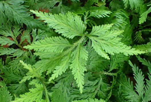 Selaginella umbrosa Lem. ex Hieron.的圖片