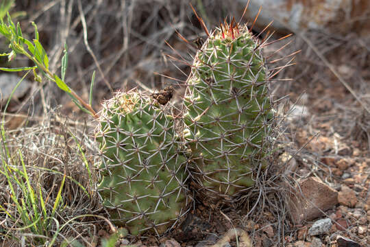 Image of pinkflower hedgehog cactus