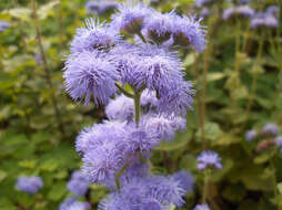 Imagem de Ageratum houstonianum Mill.